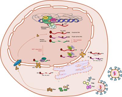 HibeRNAtion: HIV-1 RNA Metabolism and Viral Latency